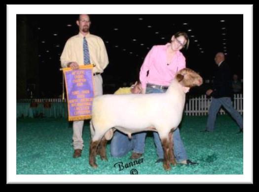 There was a ram lamb born the year or so prior to Bottle Baby, Goliath that Dan sold to Clint Garey.