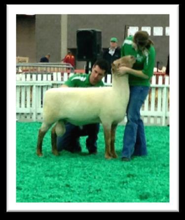 The most notable 805 offspring include Red Lightning Uptown 1024, Spot Uptown 1109 (NAILE class winning yearling ewe), and Cowboy Cut Uptown 1306 (NAILE Res Jr Champion Ram).