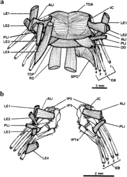 A Scorpaenoid Relationship for Champsodontidae 153 surfaces of third infrapharyngobranchial and fourth infrapharyngobranchial toothplate. Paired fins (Figs. 13-15).