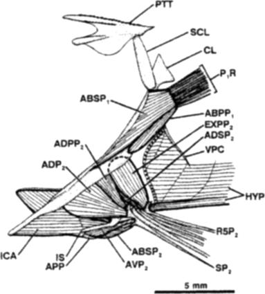 A Scorpaenoid Relationship for Champsodontidae 155 Fig. 15. Lateral and medial views of medial pelvic ray base of Champsodon vorax, USNM 245331. a) 17.2 mm SL; b) 50.1 mm SL.