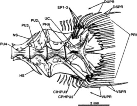 EP1-3--epurals; HS--haemal spine; NS--neural spine; PR/-- principal caudal rays; PHA--parhypurapophysis; PU2-4--preural centra; UC--ural centrum complex of centra, hypurals, parhypural; VSPR--ventral