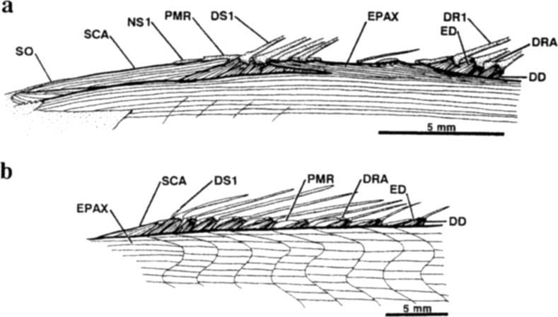 A Scorpaenoid Relationship for Champsodontidae 157 Fig, 19. Epaxial musculature, a) Champsodon vorax, USNM 245331, 54.0mm SL; b) Kali macroura, USNM 207608, i 11.5 mm SL.