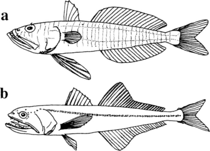 144 R.D. Mooi & G. D. Johnson Fig. 1. General body forms of the Champsodontidae and Chiasmodontidae. a) Champsodon capensis (after Smith and Heemstra, 1986: fig. 229.