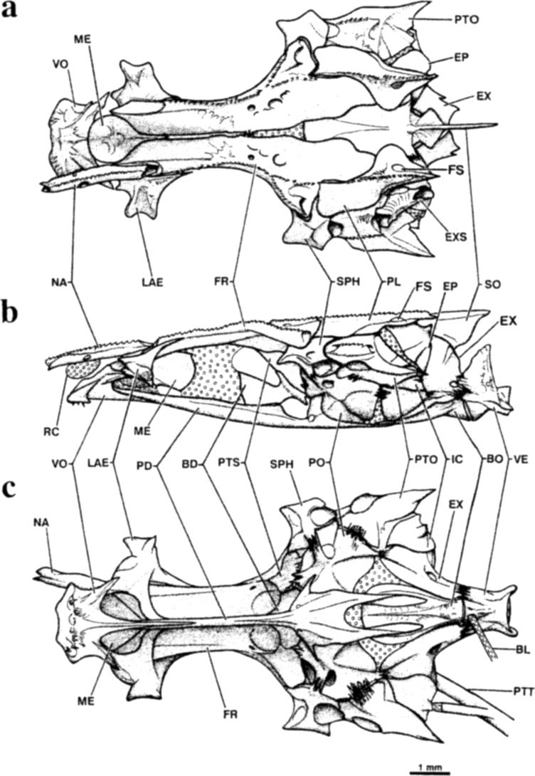148 R.D. Mooi & G. D. Johnson Fig. 2. Cranium of Champsodon vorax, USNM 245331, 50.1 mm SL, a) Dorsal view. Nasal bone and extrascapular removed from right side. b) Lateral view.
