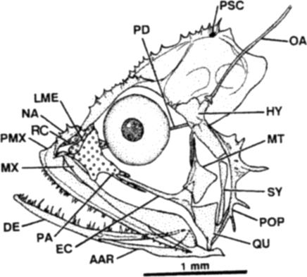 A Scorpaenoid Relationship for Champsodontidae I49 Fig. 3. Cranium and suspensorium of 7 mm SL Champsodon sp., AMS UN.91113-004. Note canal at base of parietal spine.