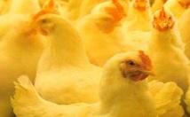 Vertically Integrated Poultry Operations Raw Material GP Breeding Farms PS Broiler PS Layer Layer Farm Poultry Egg Customer Breeding Farms FS