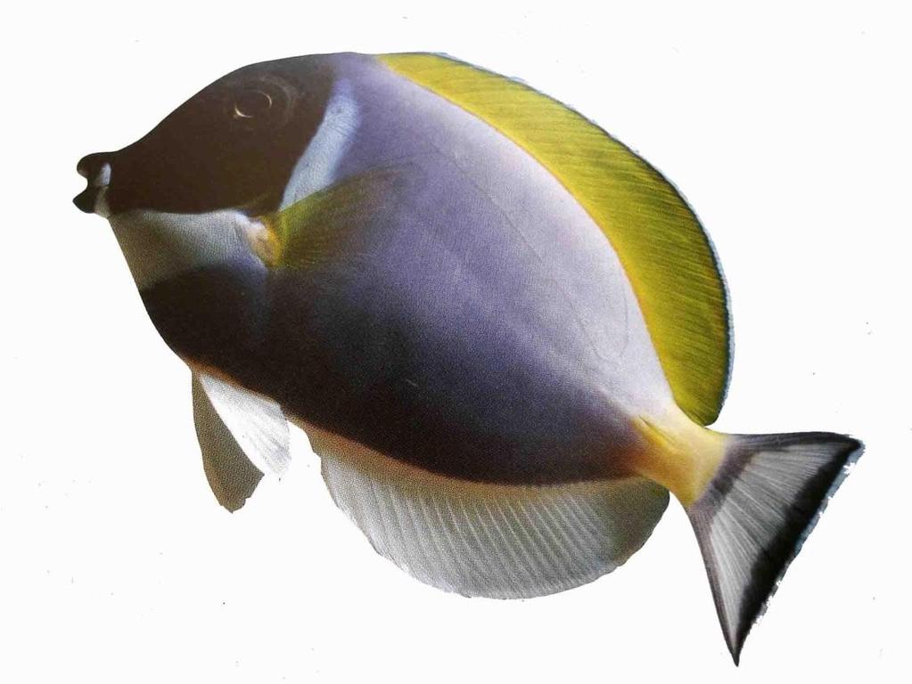 Note: I use the term Tangs for the species below, this is interchangeable with Surgeonfish! 1.