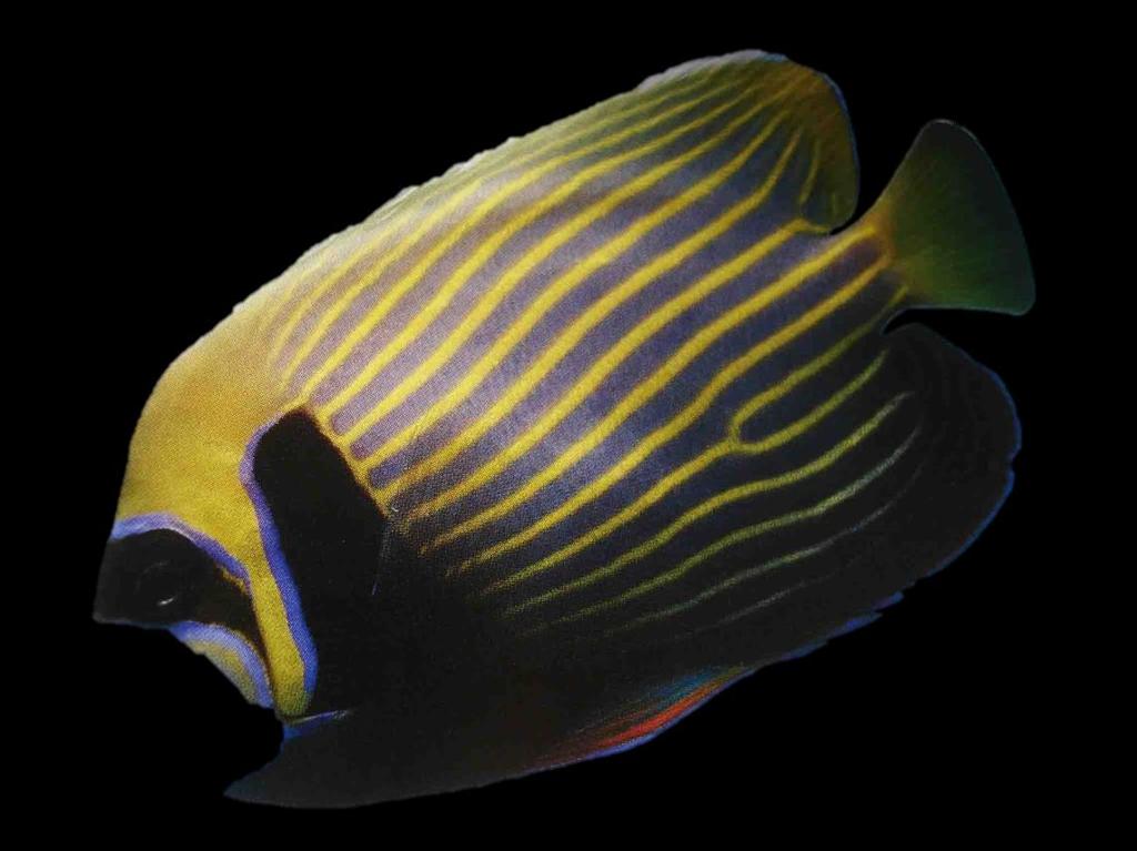 Mostly feeds on sponges in the wild (is an omnivore) but will feed on Spirulina, marine algae, high-quality angelfish preparations, mysis or frozen shrimp, and other meaty foods.
