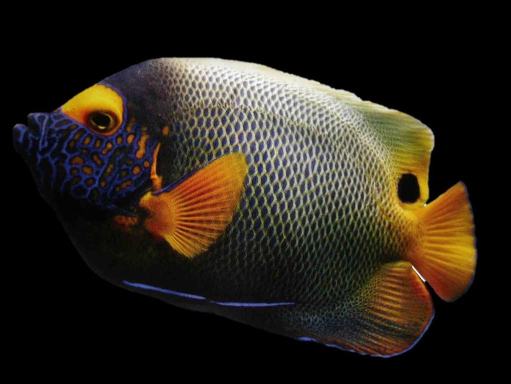 Again this Angels diet should consist of greens like Spirulina, marine algae and meaty food like chopped clams and shrimp. Blueface Angelfish (Pomacanthus xanthometopon) 4.