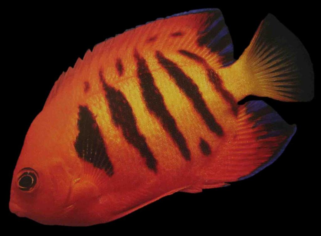 The Flame Dwarf Angelfish (Centropyge loricula) If you choose a healthy Angelfish specimen, feed it properly and look after it well you should have a loyal pet that shines in the