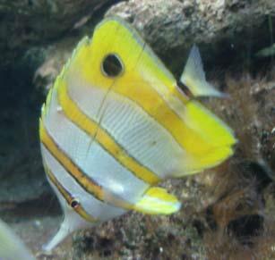 It is a good idea to introduce them to your tank before more aggressive species such as Tangs. They can be kept in fish only set-ups and fish only with live rock.