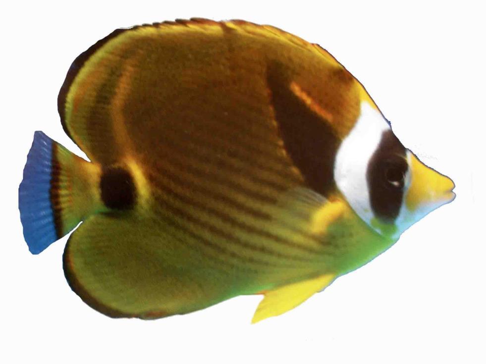 2. Raccoon Butterflyfish (Chaetodon lunula) Found in the Indo Pacific. Grows to 20cm (8 inches) long, this is a Butterfly fish good for beginners.