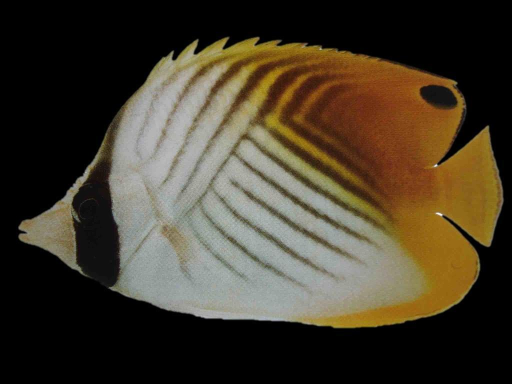 Threadfin Butterflyfish (Chaetodon auriga) http://www.