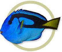 16 Popular Saltwater Aquarium Species Fact Sheets Common Name: Percula Clownfish Golden Seahorse Scientific Name: Amphiprion percula Hippocampus Kuda Photo: Lionfish Blue Tang Pterois volitans