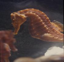 About 12 inches long, golden in color. 14 inches long, has venomous spine. Stripes help them blend into surroundings. Up to 12 in aquarium, blue with black and yellow markings.