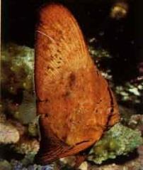 The soft dorsal and caudal fins are yellow, and there are black marks above the eyes. Up to 22. Round body of reddish brown and large round fins. Daily. Up to 5.