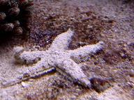 can be fed small pieces of shrimp, fish, urchins, bivalves, or other small starfish Zooplankton feeders.