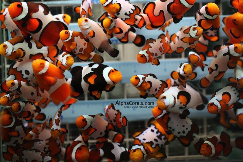 Captive bred clownfish, like these designer ones from alphacorals.com can be excellent choices! Keys To Identifying The Right Specimen For Your Saltwater Aquarium: 1.