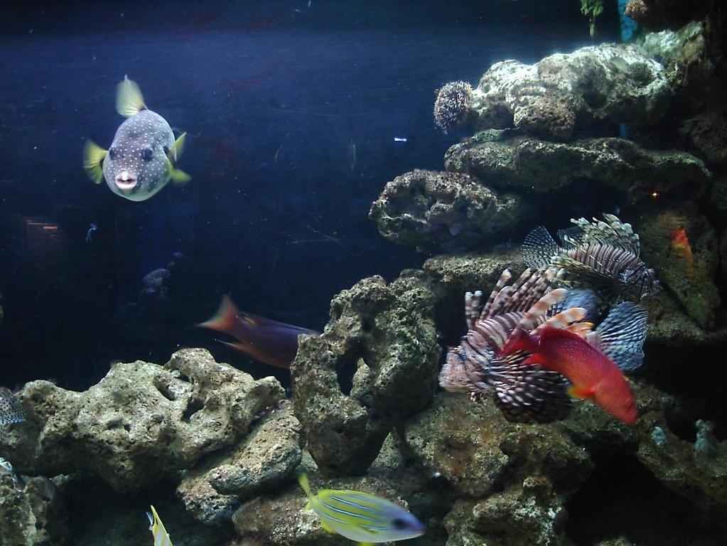 Ecological stresses come from mixing new fish into your existing tank community Now you understand the stresses caused by acclimation, let s look at how to acclimate your marine life correctly,