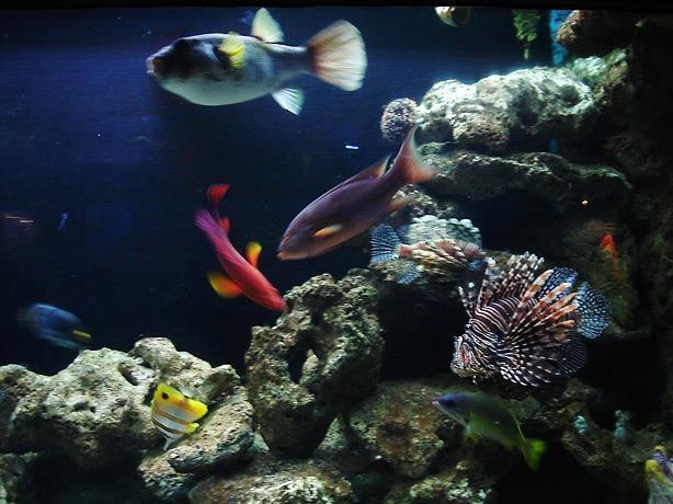 Marine Fish Health And Disease The health of your marine fish will dictate exactly how well they do in your tank and how long they survive.