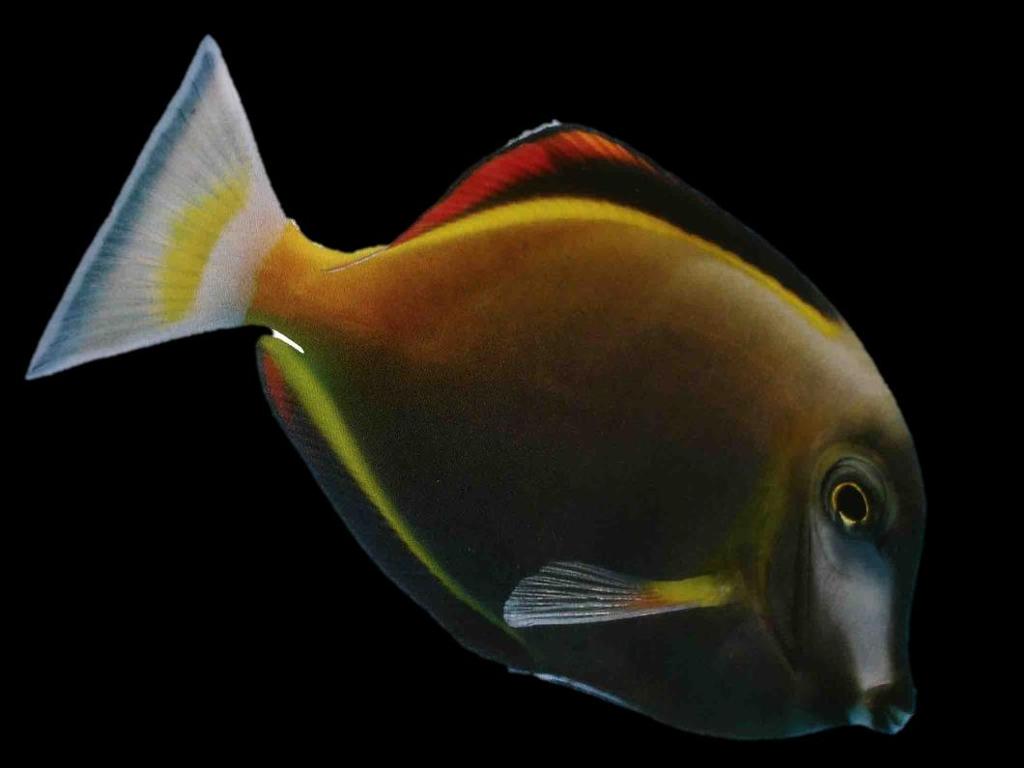 Tangs are probably the most famous herbivores, like this Goldrim Tang. 2.