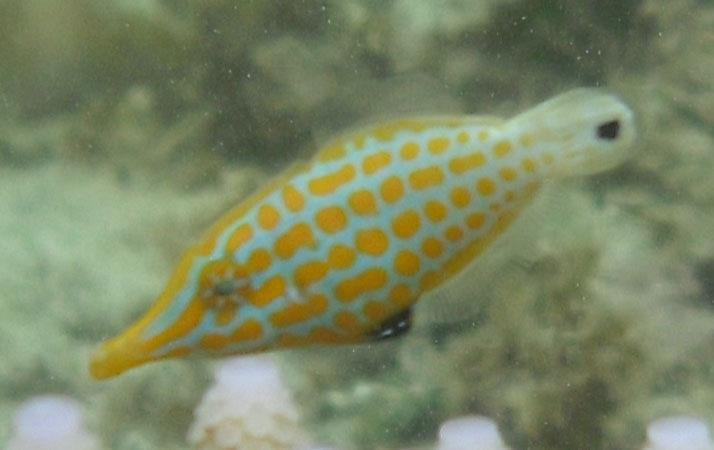 Tiny little hard to feed omnivore: the Harlequin Filefish. 3. Carnivores: These fish are exclusively meat eating predators or scavengers.