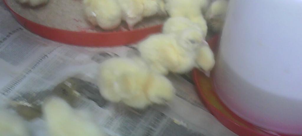 1-week old chicks