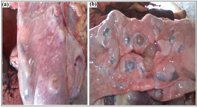 Figure 1. Example of (a) pulmonary abscesses and (b) different size hydatid cysts encountered on the lung of an ox slaughtered in Mekelle abattoir. 3.1.4.