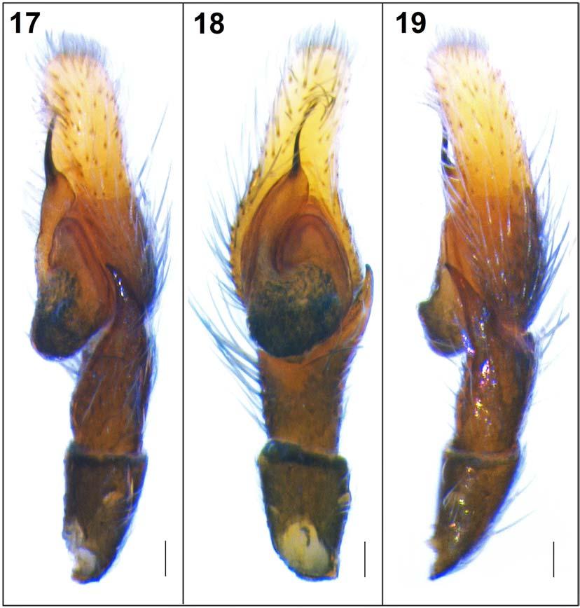 148 J.T.D. Caleb et al. Figs 17 19. Left male palp of Chrysilla volupe (Karsch, 1879): 17 ventro-retrolateral view; 18 ventral view; 19 retrolateral view. Scale bars: 0.1 mm (17 19). Рис. 17 19. Левая пальпа самца Chrysilla volupe (Karsch, 1879): 17 вид снизу-ретролатерально; 18 вид снизу; 19 вид ретролатерально.