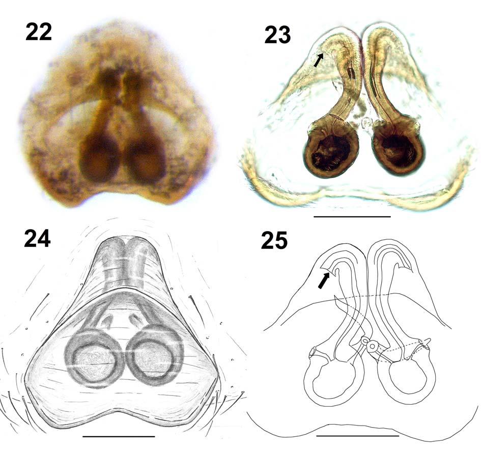 150 J.T.D. Caleb et al. Figs 22 25. Female copulatory organs of Chrysilla volupe (Karsch, 1879): 22 epigyne, ventral view; 23 vulva, dorsal view; 24 epigyne, ventral view; 25 vulva, dorsal view.
