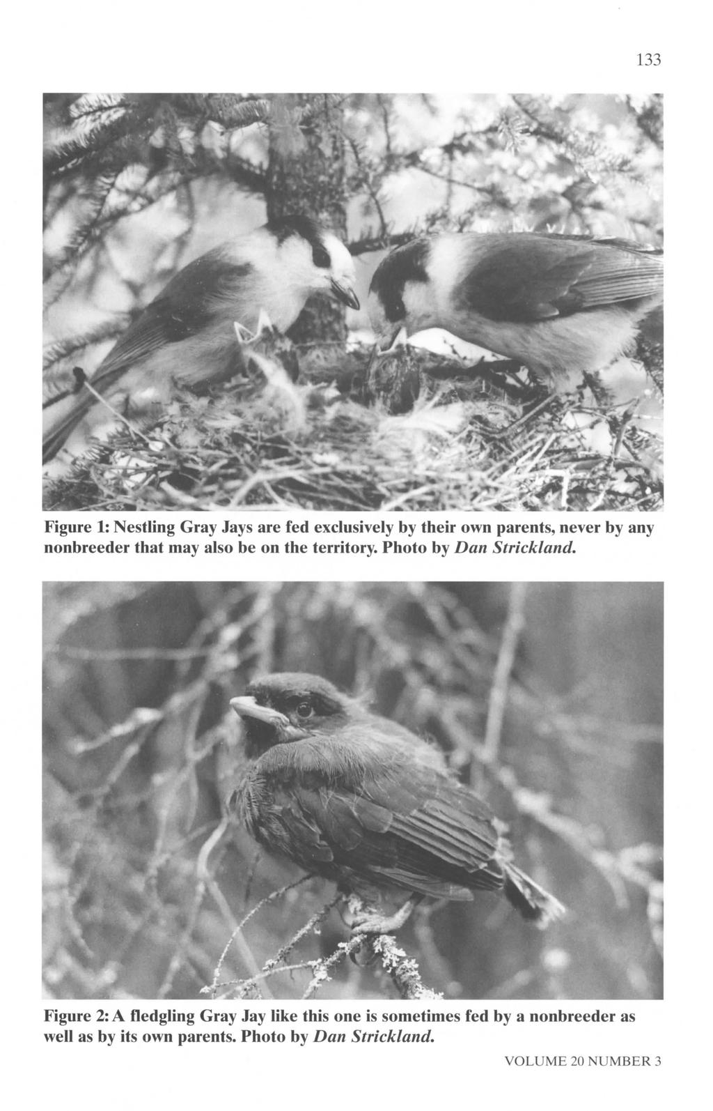 133 Figure 1: Nestling Gray Jays are fed exclusively by their own parents, never by any nonbreeder that may also be on the territory.
