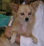 Treatment Outcomes Bellamy 4 year old, M, Chihuahua mix 5.