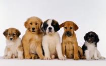 infection among unprotected dogs What about puppies?