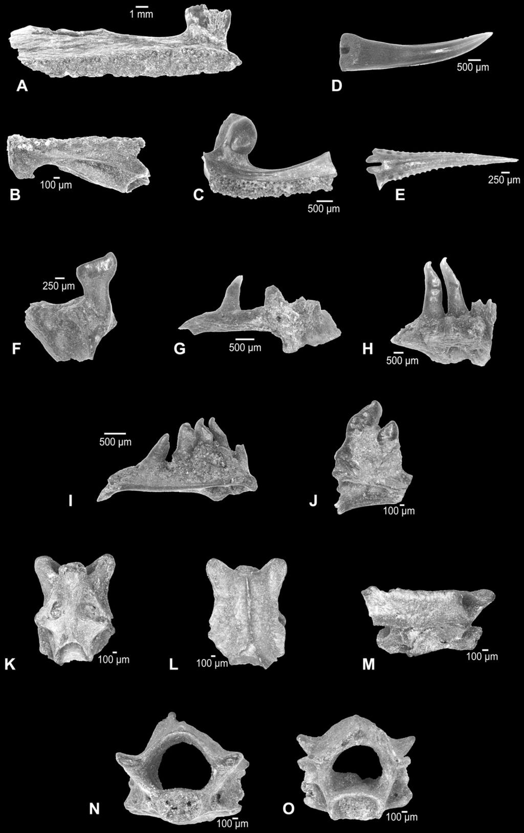66 M. Böhme / Quaternary International 228 (2010) 63e71 Fig. 2. A: Anguilla anguilla, left mailla (square 74, sample 80). B: Percoidae indet. cf. Gymnocephalus, right dentary (square 74, sample 107).