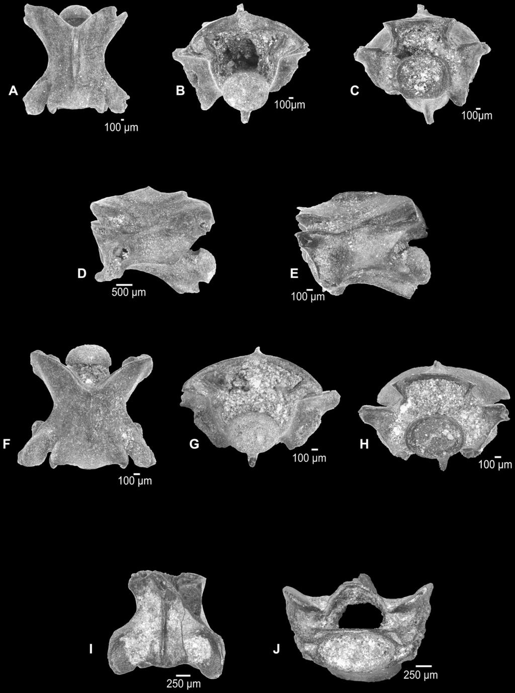 68 M. Böhme / Quaternary International 228 (2010) 63e71 Fig. 4. AeD: Natri natri, thoracic vertebra (square 74, sample 74), A e dorsal, B e posterior, C e anterior, D e lateral. EeH: Colubroid indet.