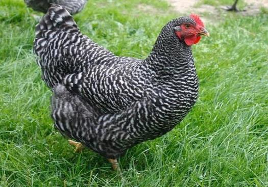 Dual Purpose Breeds: These are chicken breeds reared for the production of both meat and eggs. Below are some of the dual purpose chicken breeds.