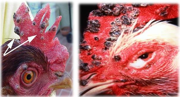 (2) Fowl Pox This is a highly infectious disease caused by various host-specific strains of the pox virus. Many birds are affected by these viruses to some extent.