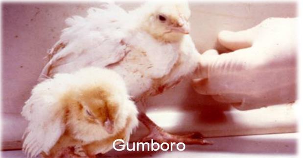 Images of birds suffering from gumboro diseases (6) Lymphoid Leucosis This disease is normally found in chickens more than four