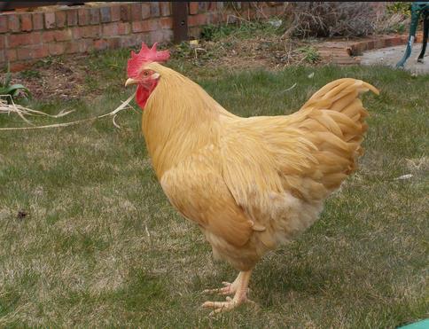 It is a popular choice for backyard flocks because of its egg laying abilities and hardiness.