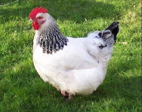 Sussex chicken: The Sussex chicken is a dual purpose breed of chicken that originated in England around the time of the Roman conquest of Britain in AD 43 that is a popular garden chicken in many