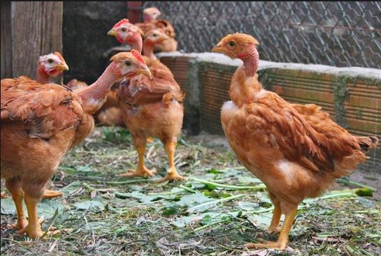 Naked Neck: The Naked Neck is a breed of chicken that is naturally devoid of feathers on its neck and vent.