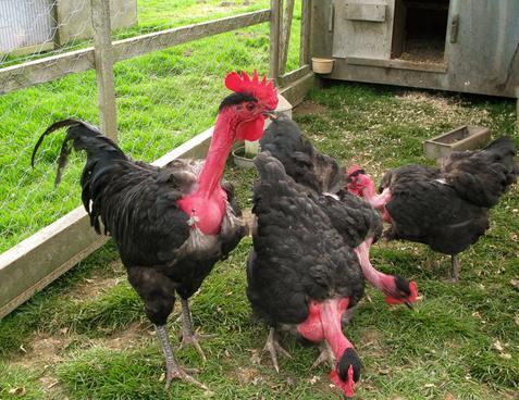 The trait for a naked neck is a dominant one controlled by one gene and is fairly easy to introduce into other breeds. Naked neck chickens are dual-purpose utility chickens.