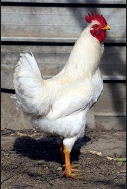 Rhode Island Whites are a dual-purpose fowl suitable for both meat and egg production. Males weigh 8.5 pounds (3.9 kilos) and hens weigh 6.5 pounds (3 kilos).