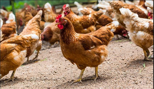 There is no comprehensive list of the breeds and varieties of chickens used by rural smallholders, but there is considerable information on some indigenous populations from various regions.