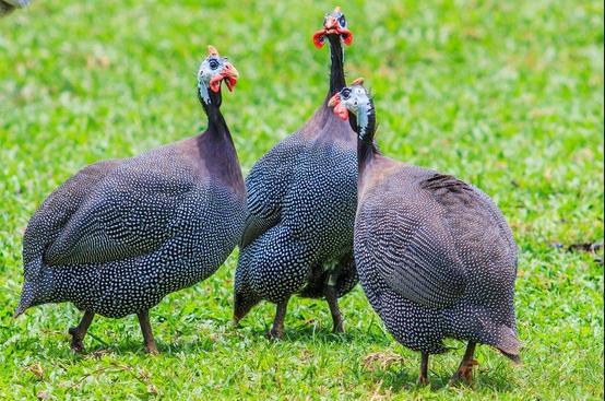 Guinea hens under free-range conditions can lay up to 60 eggs per season, while well-managed birds under intensive management can lay up to 200 eggs per year.