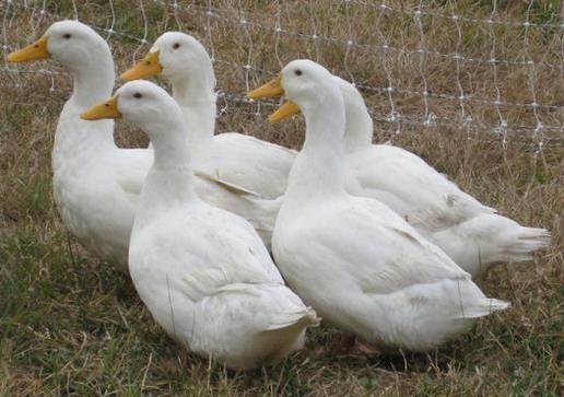 Ducks Ducks have several advantages over other poultry species, in particular their disease tolerance.