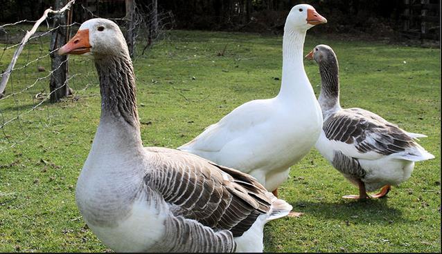 Geese Geese are less important in family poultry production, but of late they are being kept for security purposes mainly exploiting their aggressive territorial nature.