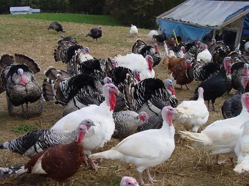 Body weight ranges from 7 to 8 kg in males and from 4 to 5 kg in hens.