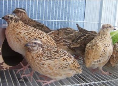 Other Poultry Species Worth Considering Quails for egg or meat production. Easy to rear in small space. Characteristics of Quails Quails are very small sized bird.