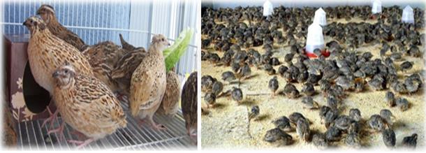Quail Housing Housing is very important for quail farming. A farmer can follow the instructions mentioned below while making house or cages for his or her quails.